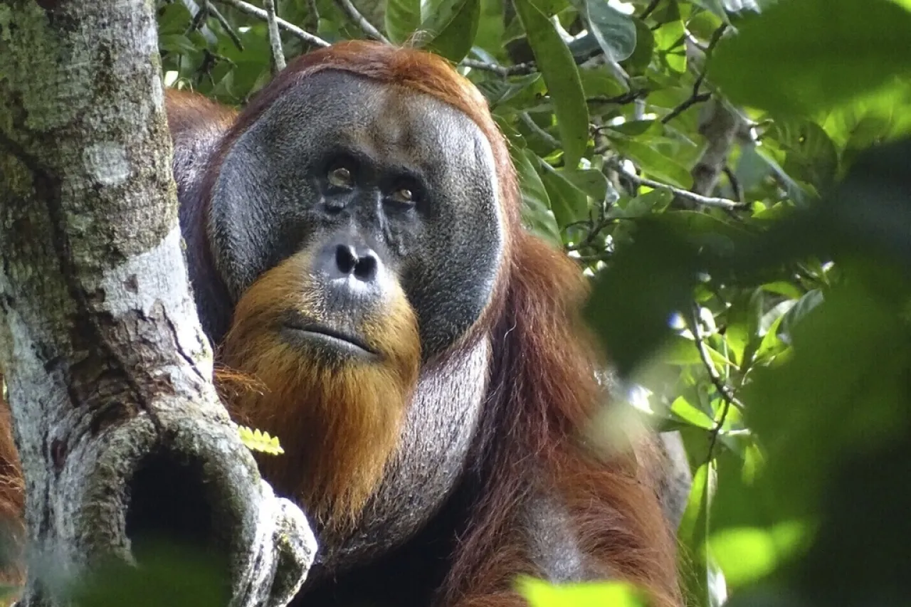 Descubren que un orangután usó planta medicinal para tratar herida