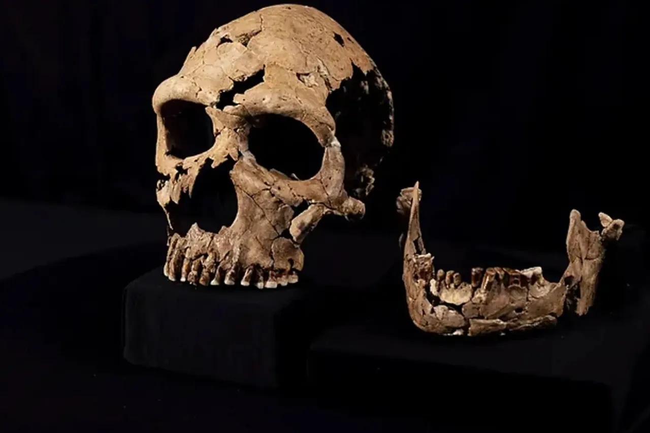 Recrean arqueólogos rostro de neandertal que vivió hace 75 mil años