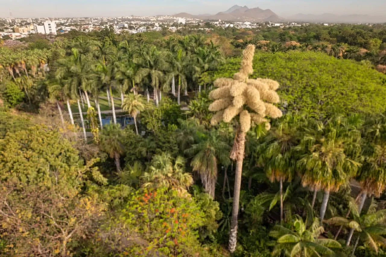 Florece por primera vez en México una palma Talipot en jardín botánico