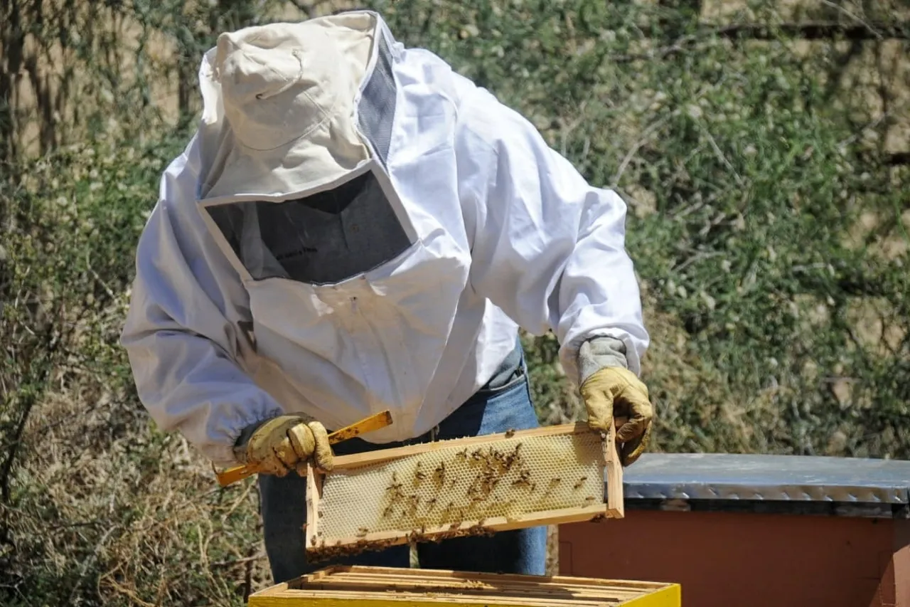 Así puedes retirar un panal de abejas de tu vivienda