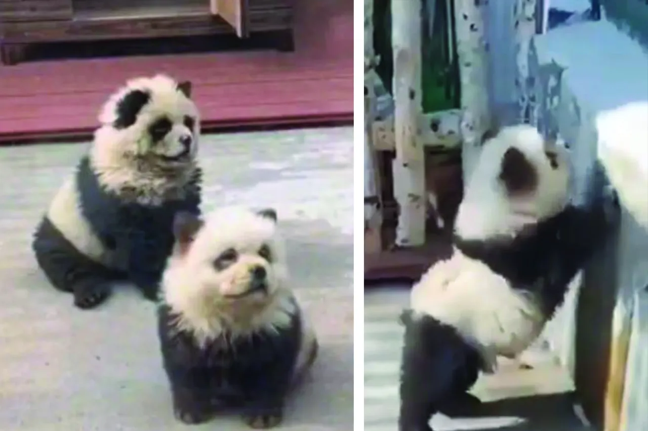 Video: Zoo pinta perritos como pandas