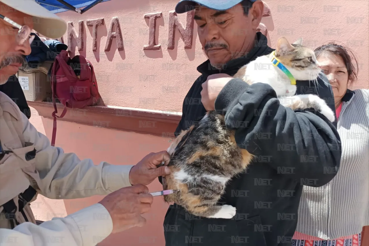 Avanza al 72% vacunación antirrábica en Juárez