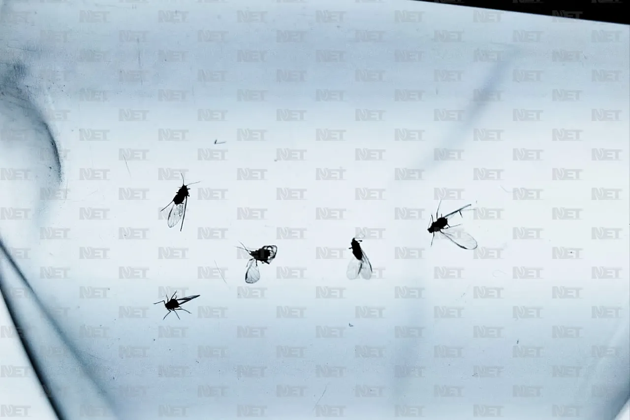 Enjambres de mosquitos en Juárez, ¿son peligrosos?