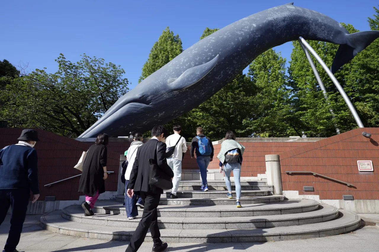 Japón propone añadir otra especie a sus normas de caza de ballenas
