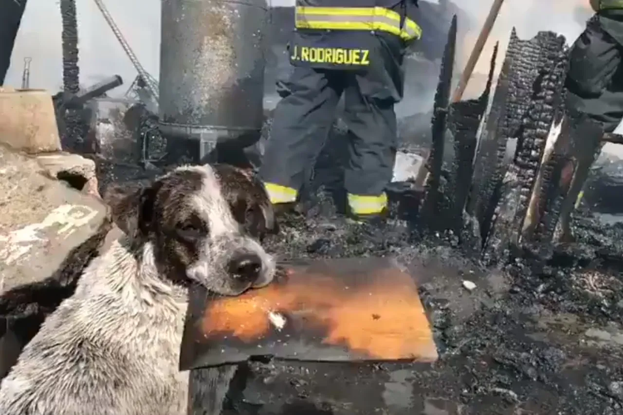 Conmovedor, perrito llora al ver su casa quemada en Jalisco