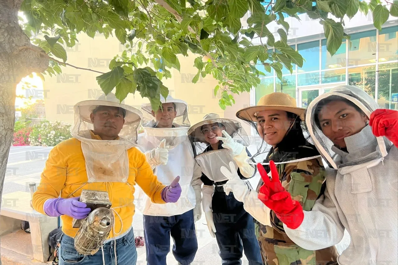 Video: Retiran panal de abejas en edificio de ICB
