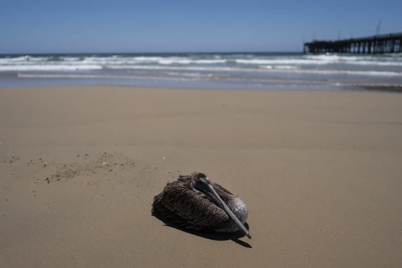 Pelícanos hambrientos y enfermos aparecen en la costa de California