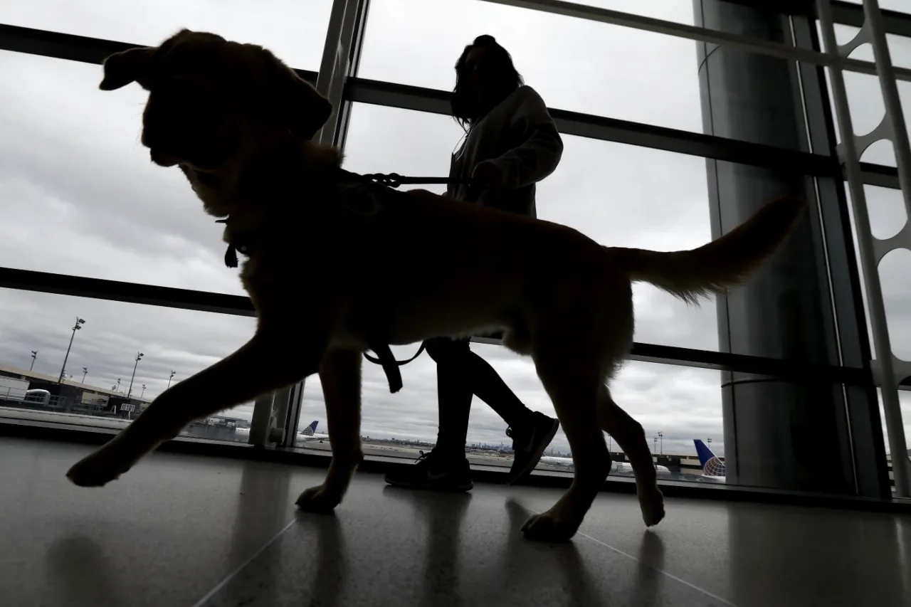 ¿Viajas con perros a Estados Unidos? Las nuevas reglas que deberás seguir