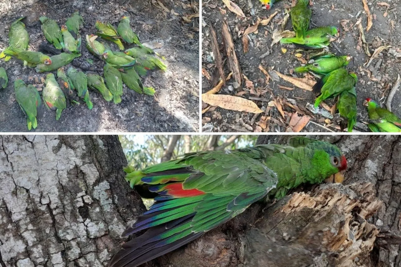 Calor extremo; muestran en redes aves muertas por altas temperaturas en México
