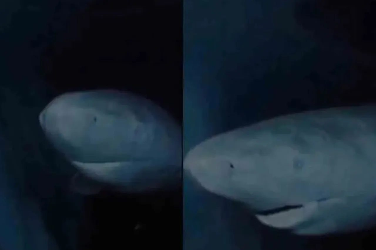 Captan en video increíble tiburón de Groenlandia de más de 300 años