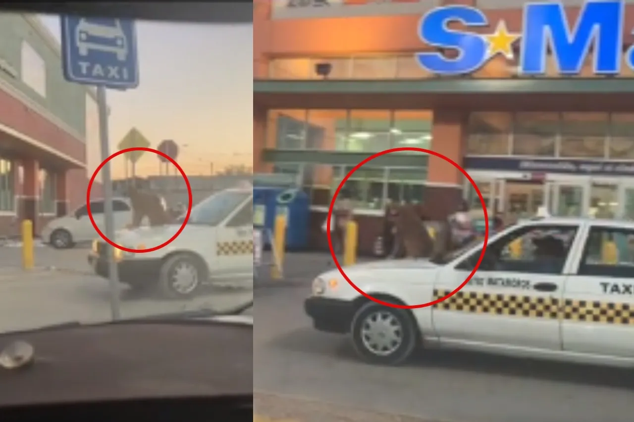 El perro taxista sí existe; graban a lomito montado en taxi en Juárez