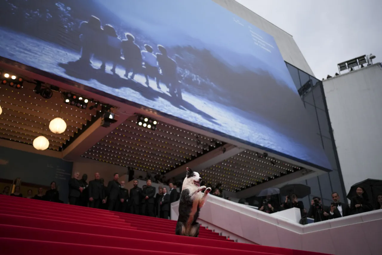 Perrito Messi se roba las cámaras en la alfombra roja de Cannes
