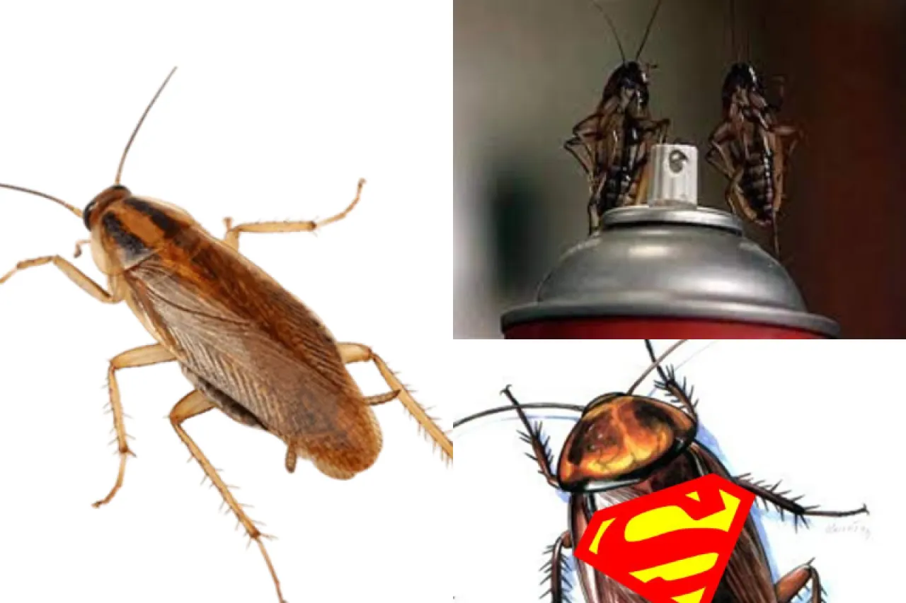 Súpercucaracha resiste insecticidas y transmite virus ¡Podría estar en tu casa!