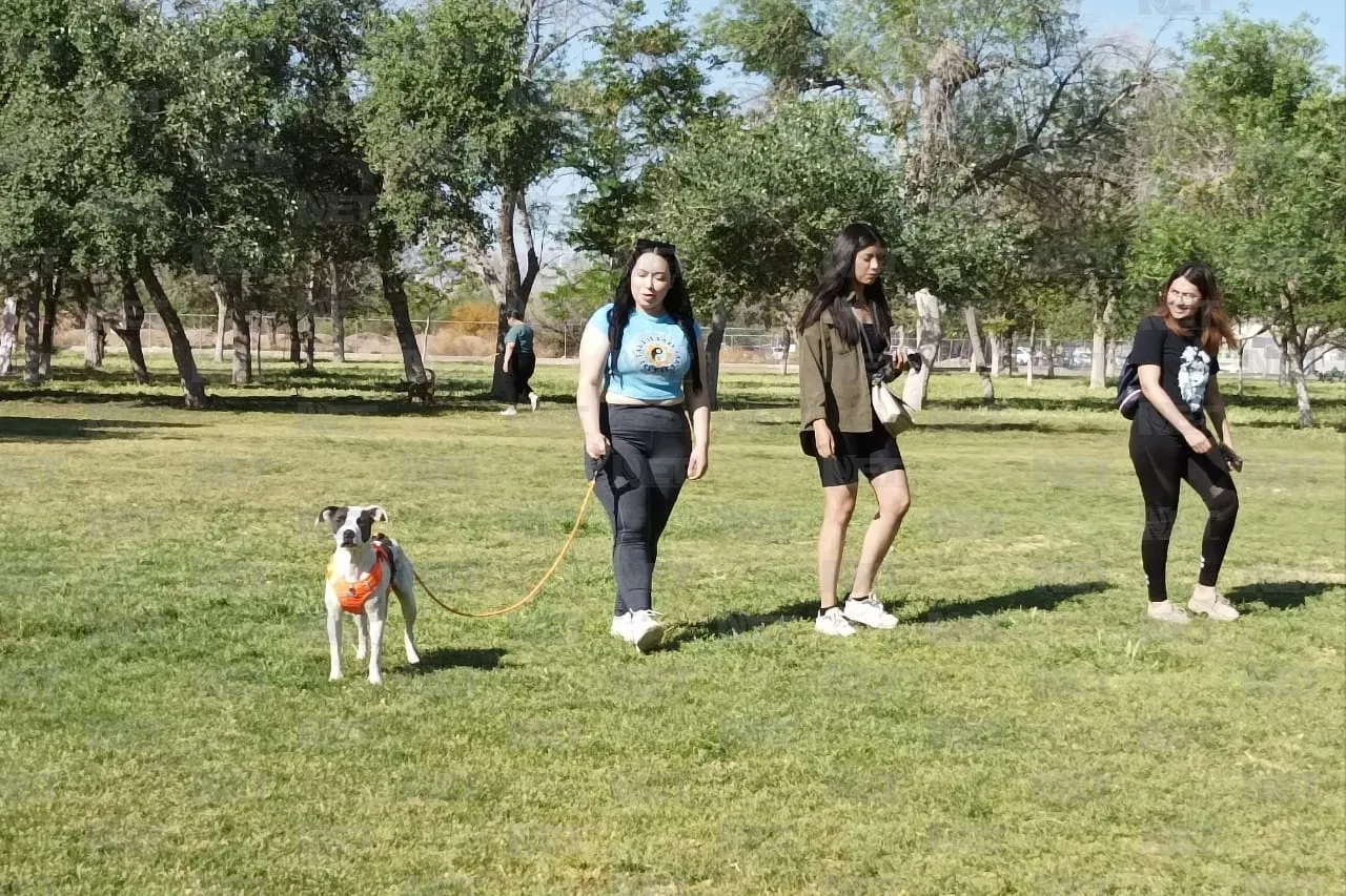 Invitan a convivir con mascotas en el Paseo con Huellitas de mayo