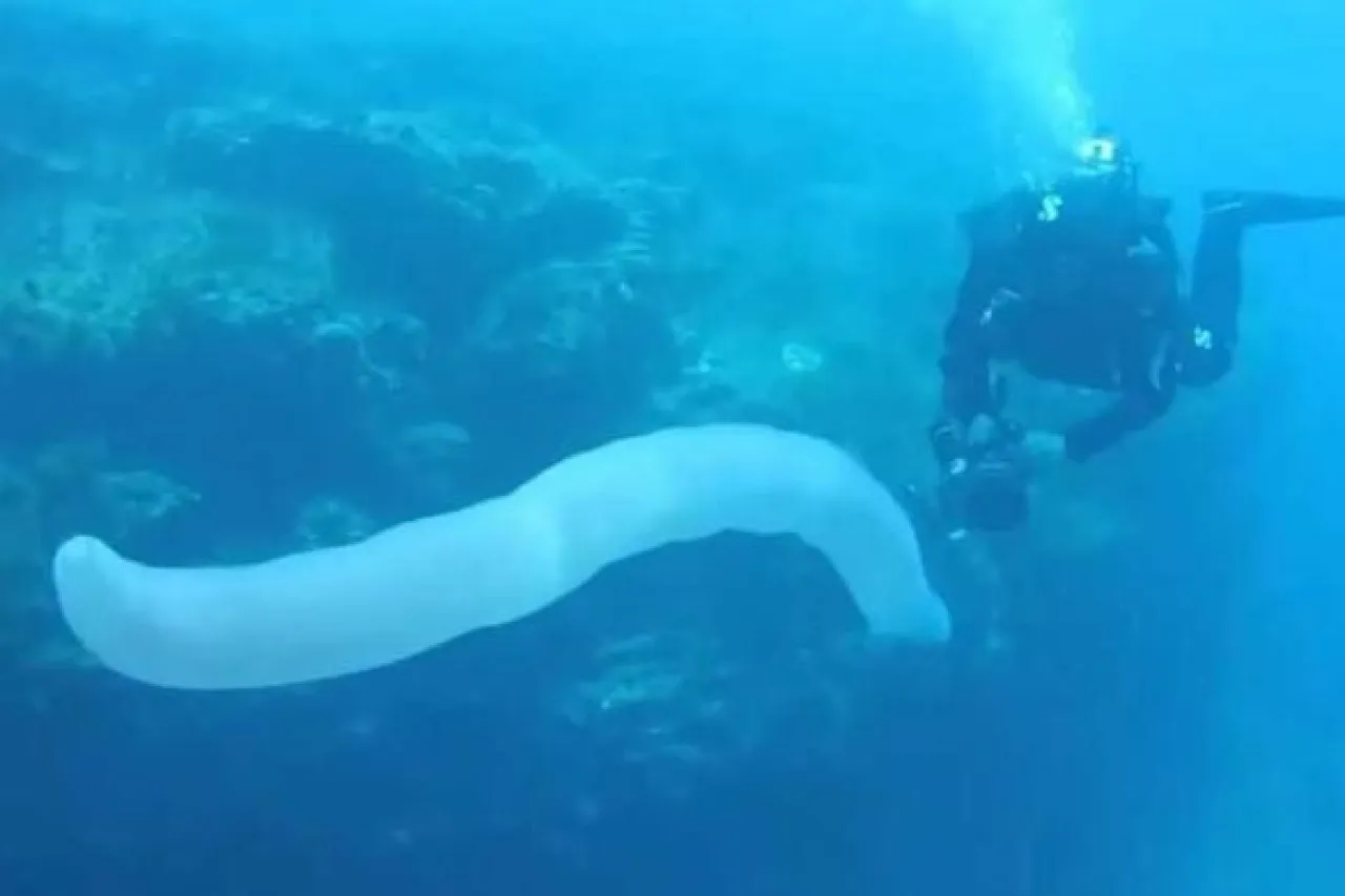 Aparecen en el mar 'gusanos gigantes' debido al intenso calor