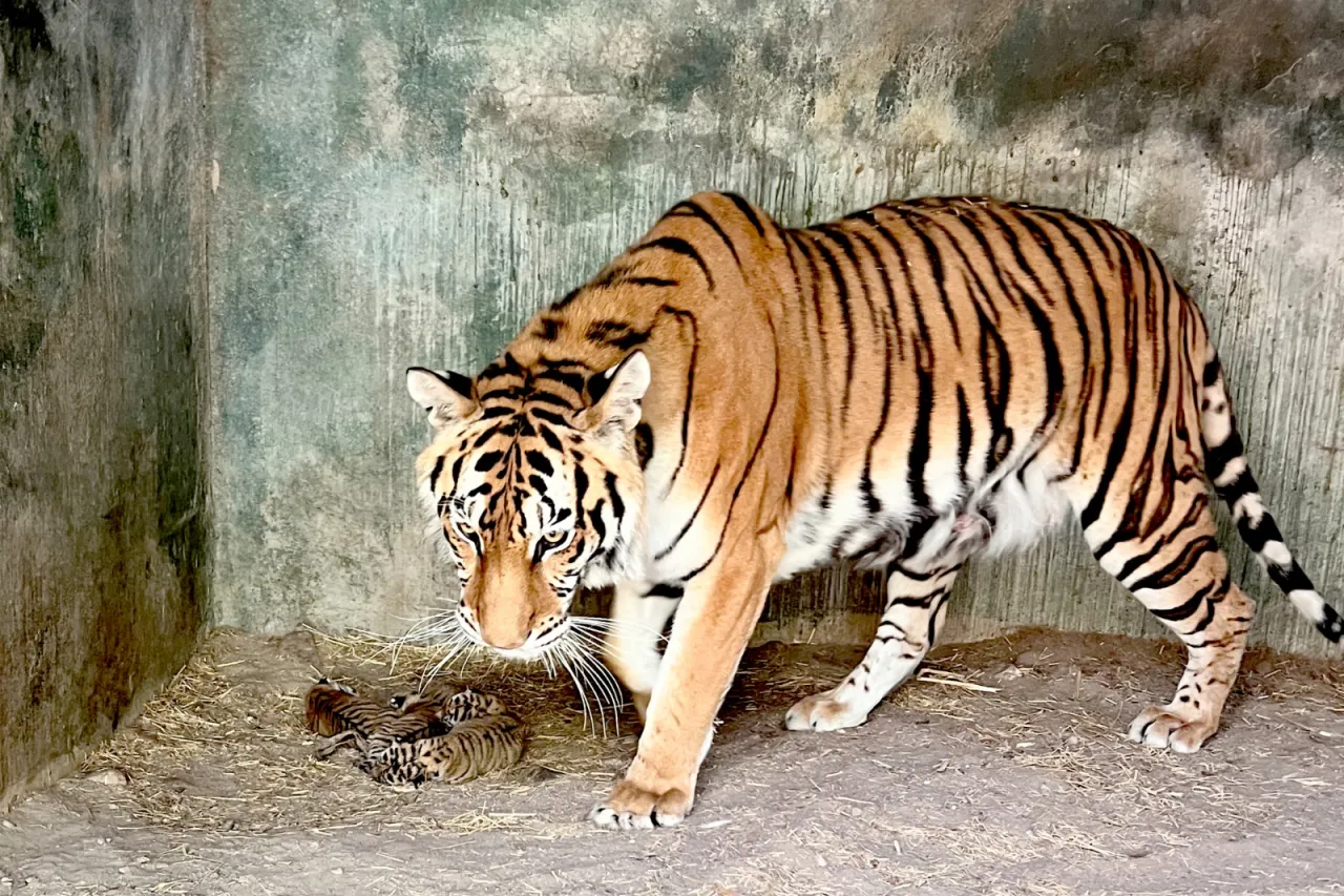 Nacen 4 tigres de bengala en el Zoológico de Chihuahua