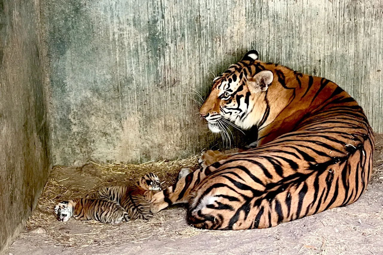 Nacen 4 tigres de bengala en el Zoológico de Chihuahua