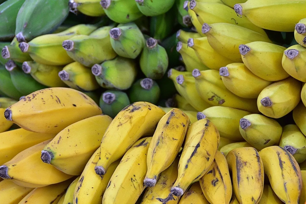 Decomisan cargamento de plátano ecuatoriano contaminado con cocaína que iba a EU