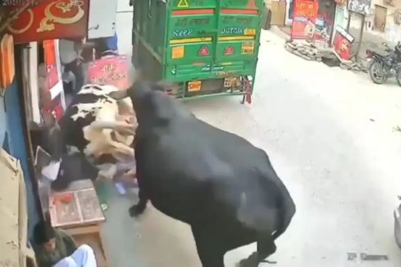 Vacas pelean y terminan aplastando a tres menores