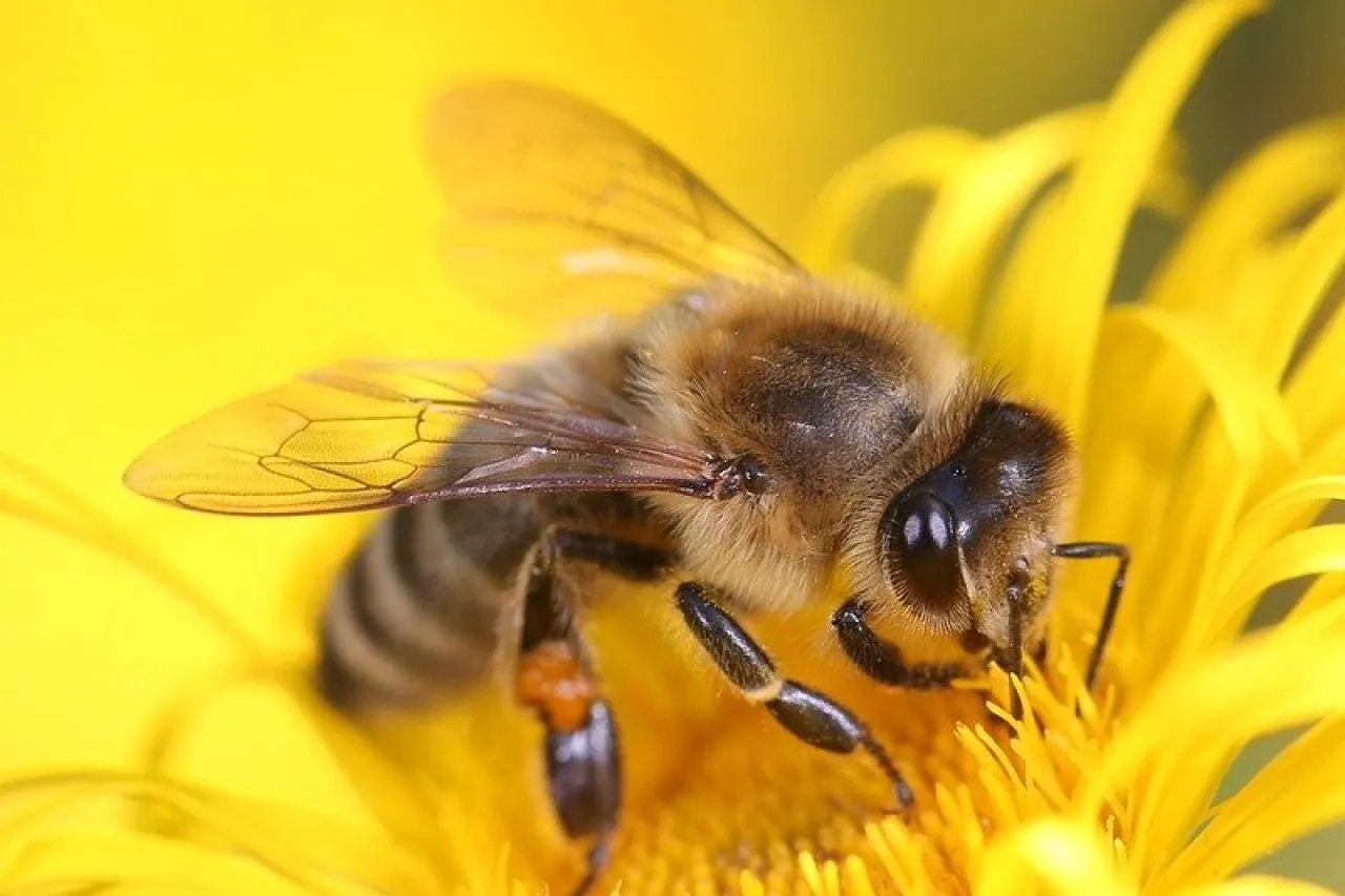 Te damos a conocer la importancia de las abejas en su día