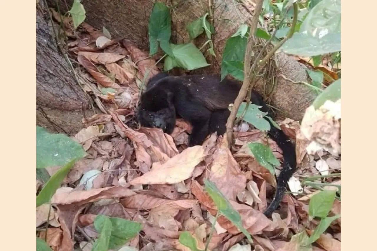 Reportan muerte de 78 monos aulladores por calor en Chiapas y Tabasco