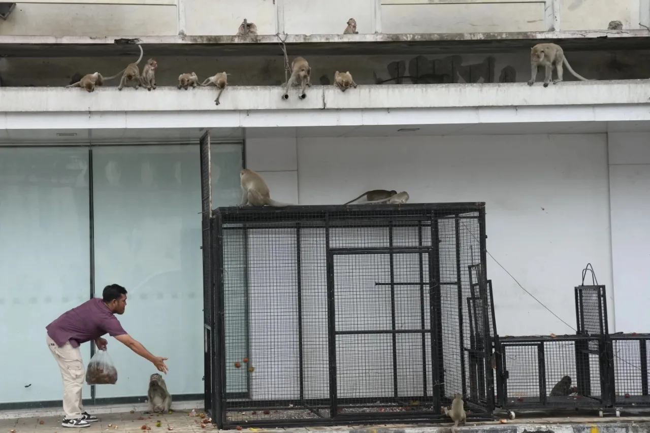Tailandia: Lanzan plan para encerrar y despedir monos merodeadores