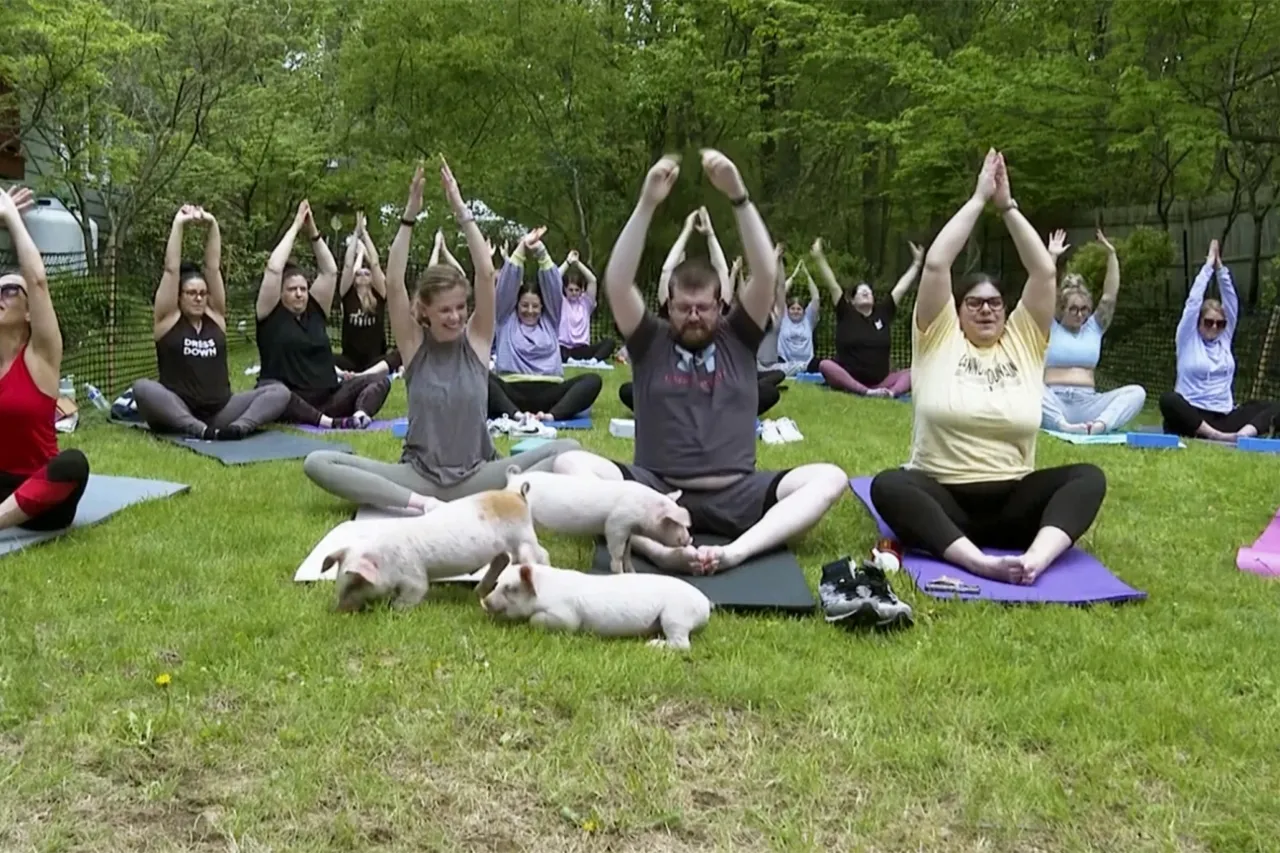 Tres cerditos en una clase de yoga = máxima felicidad