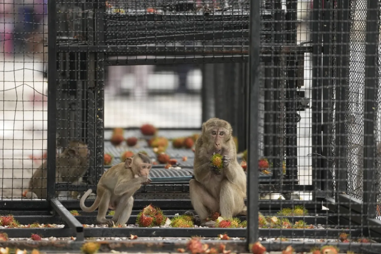 Tailandia: Lanzan plan para encerrar y despedir monos merodeadores