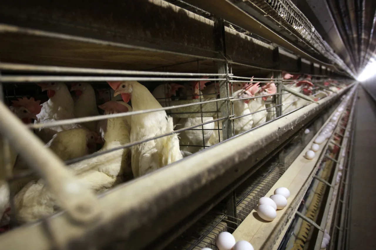 Mexicano murió por múltiples factores, no por gripe aviar: OMS