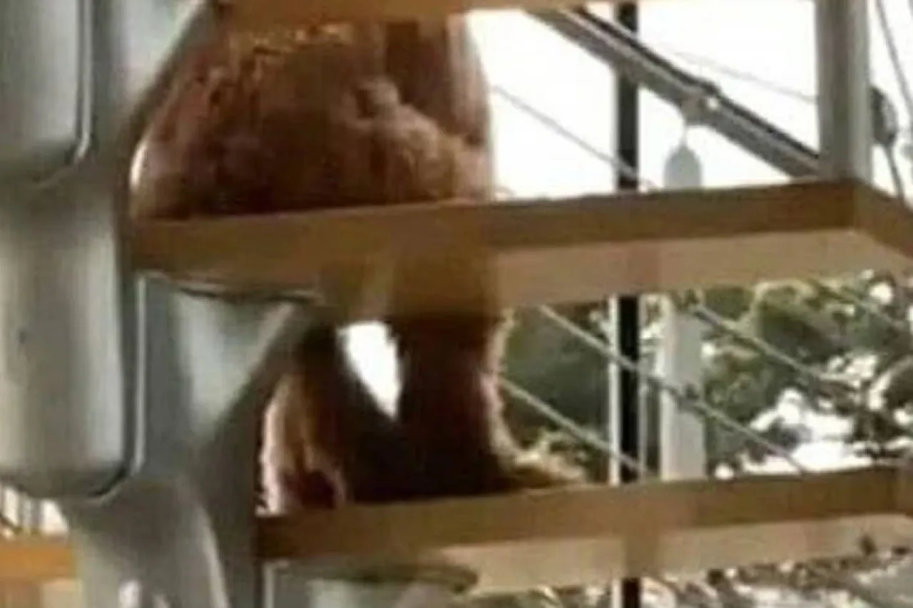 Joven graba a perro sentado como humano en escaleras