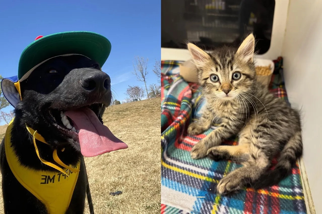 Celebran el mes de la crianza de una mascota en El Paso