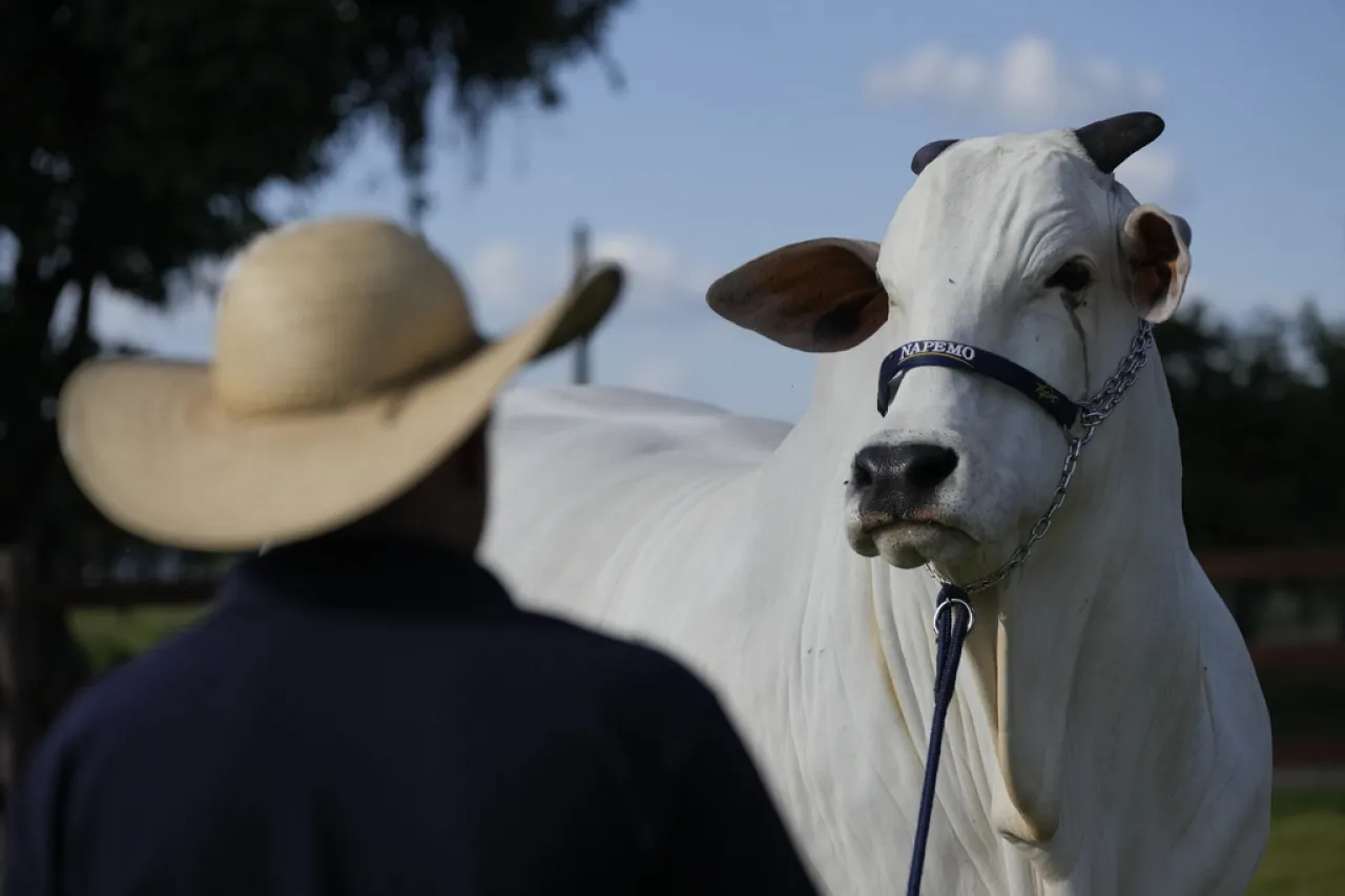 Viatina, la vaca más cara de Brasil y clave en el plan de alimentar al mundo