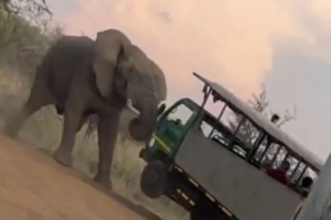 Elefante ataca camión lleno de turistas