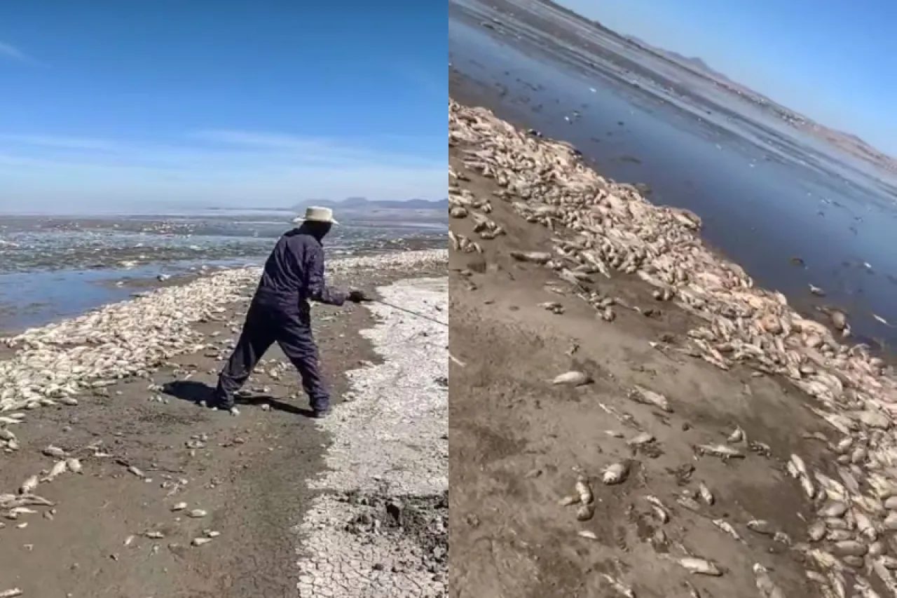 Video: Miles de peces mueren en la Laguna de Bustillos