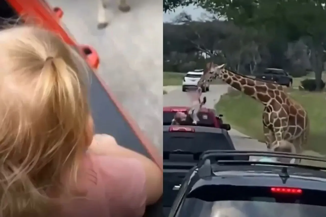 Video: Jirafa muerde y levanta a niña de 2 años