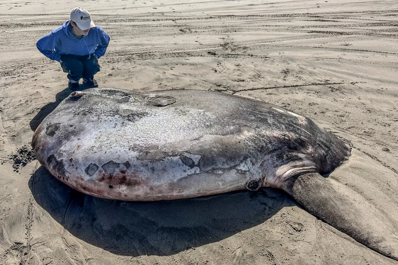 Raro ejemplar de pez luna aparece en la costa de Oregón