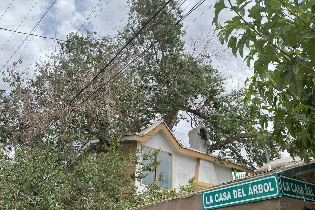 ¿Conoces la Casa del Árbol de Ciudad Juárez? Aquí te la mostramos