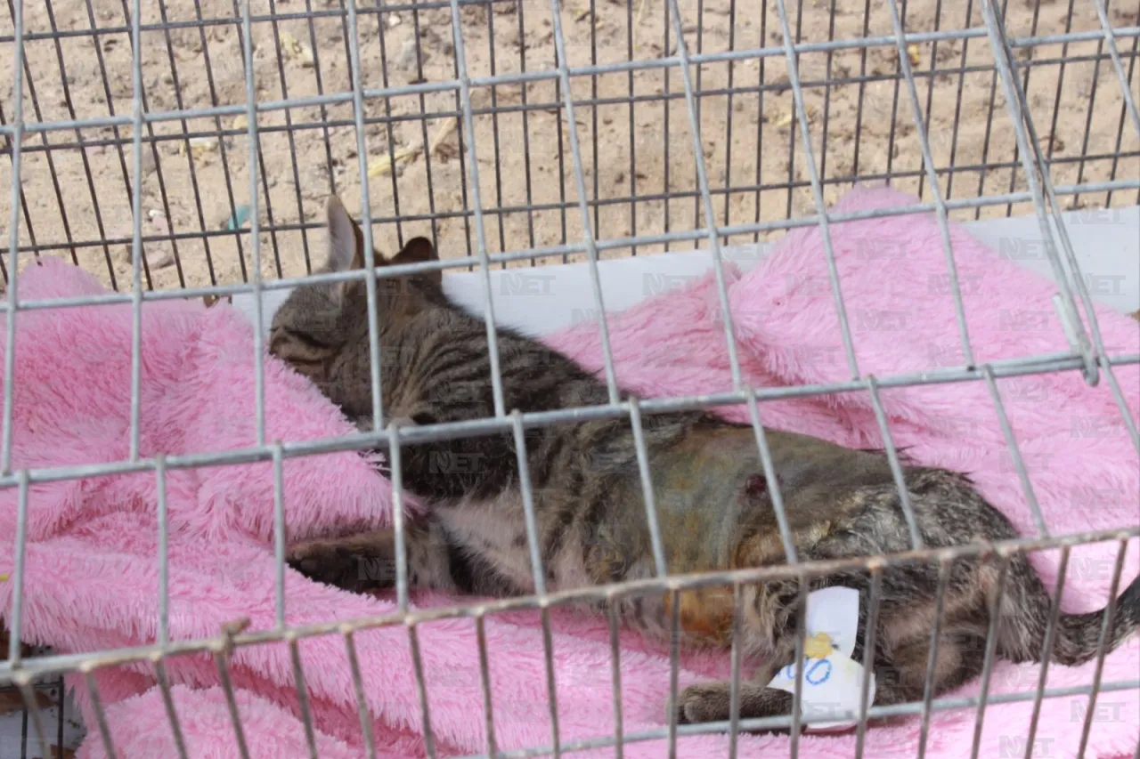 Fotos: Hasta en maleta llevan a sus mascotas a esterilizar