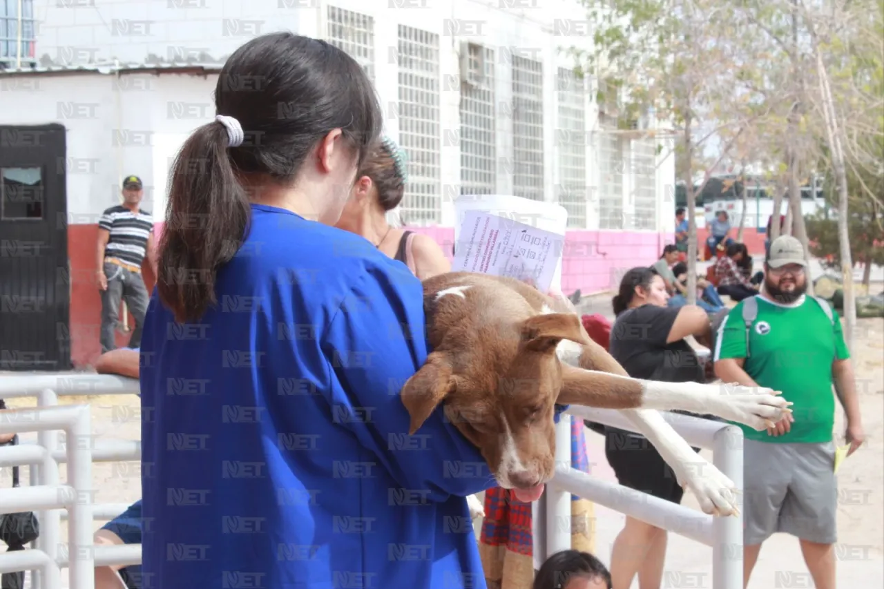Fotos: Hasta en maleta llevan a sus mascotas a esterilizar