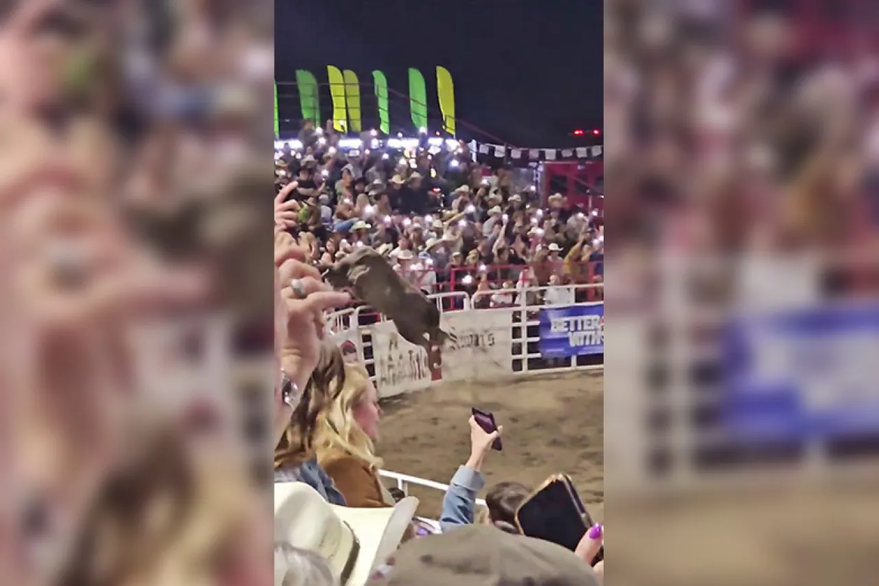 Video: Toro de rodeo salta valla de arena de Oregon