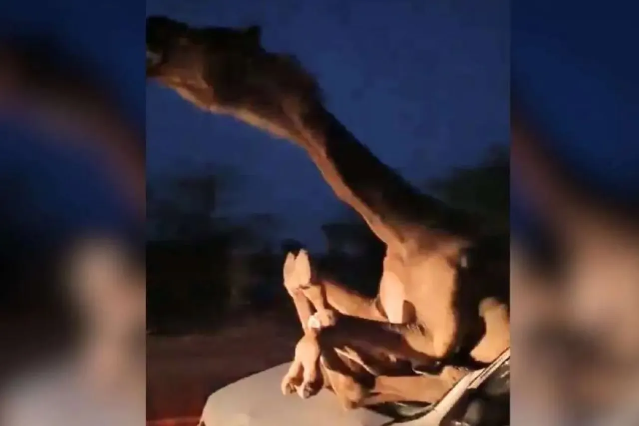 Camello se mete a auto compacto tras accidente en India