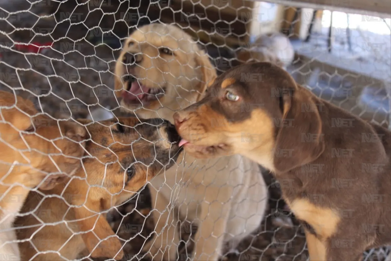 Trabajadores del nuevo hospital del IMSS rescatan cachorritos huérfanos
