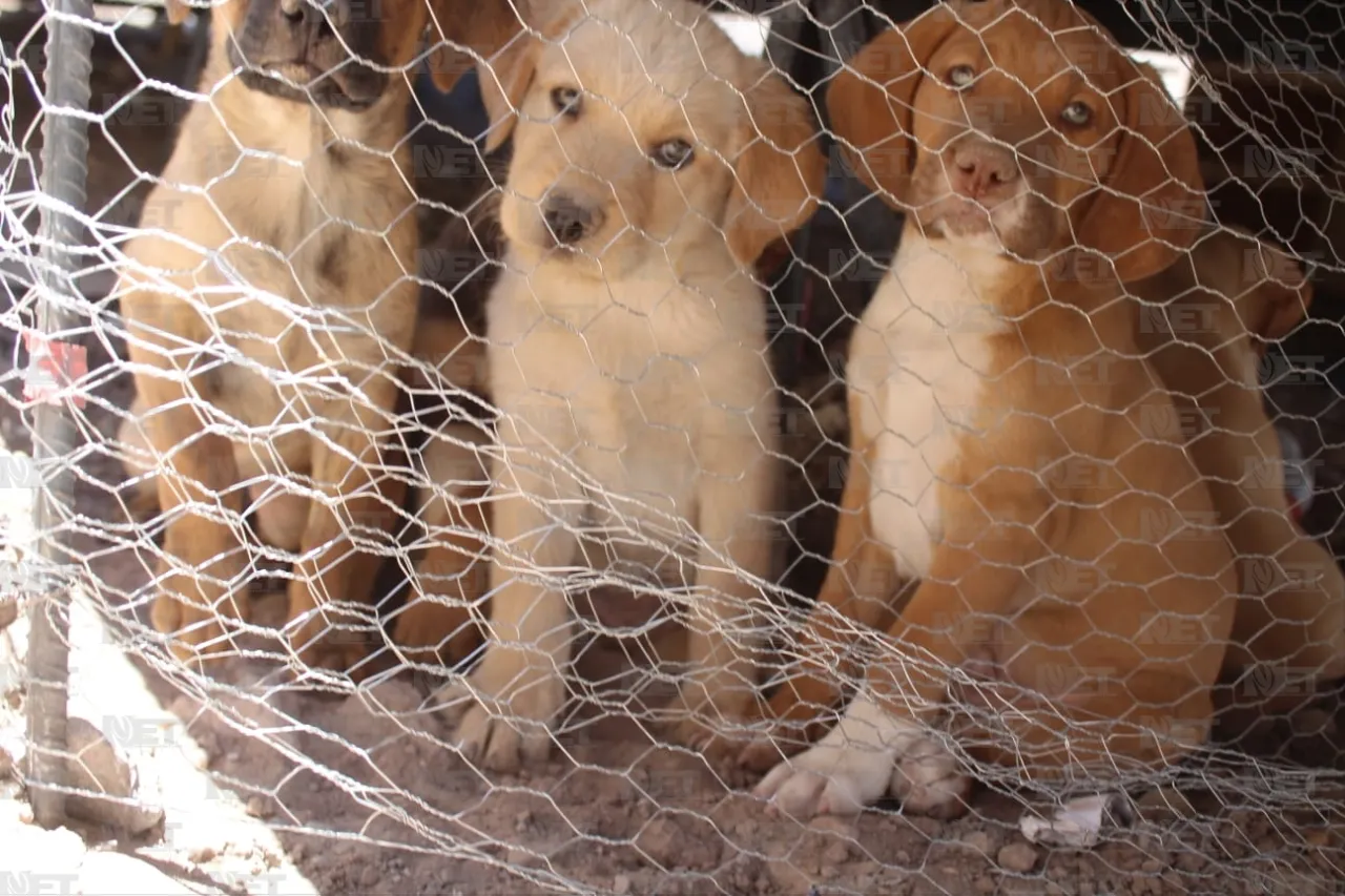 Trabajadores del nuevo hospital del IMSS rescatan cachorritos huérfanos