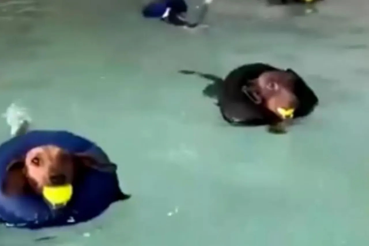 Video: mujer pone escuela de natación para perros salchicha