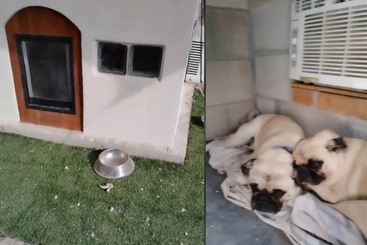'Ellos no sufren'; lomitos disfrutan de su casita con aire acondicionado