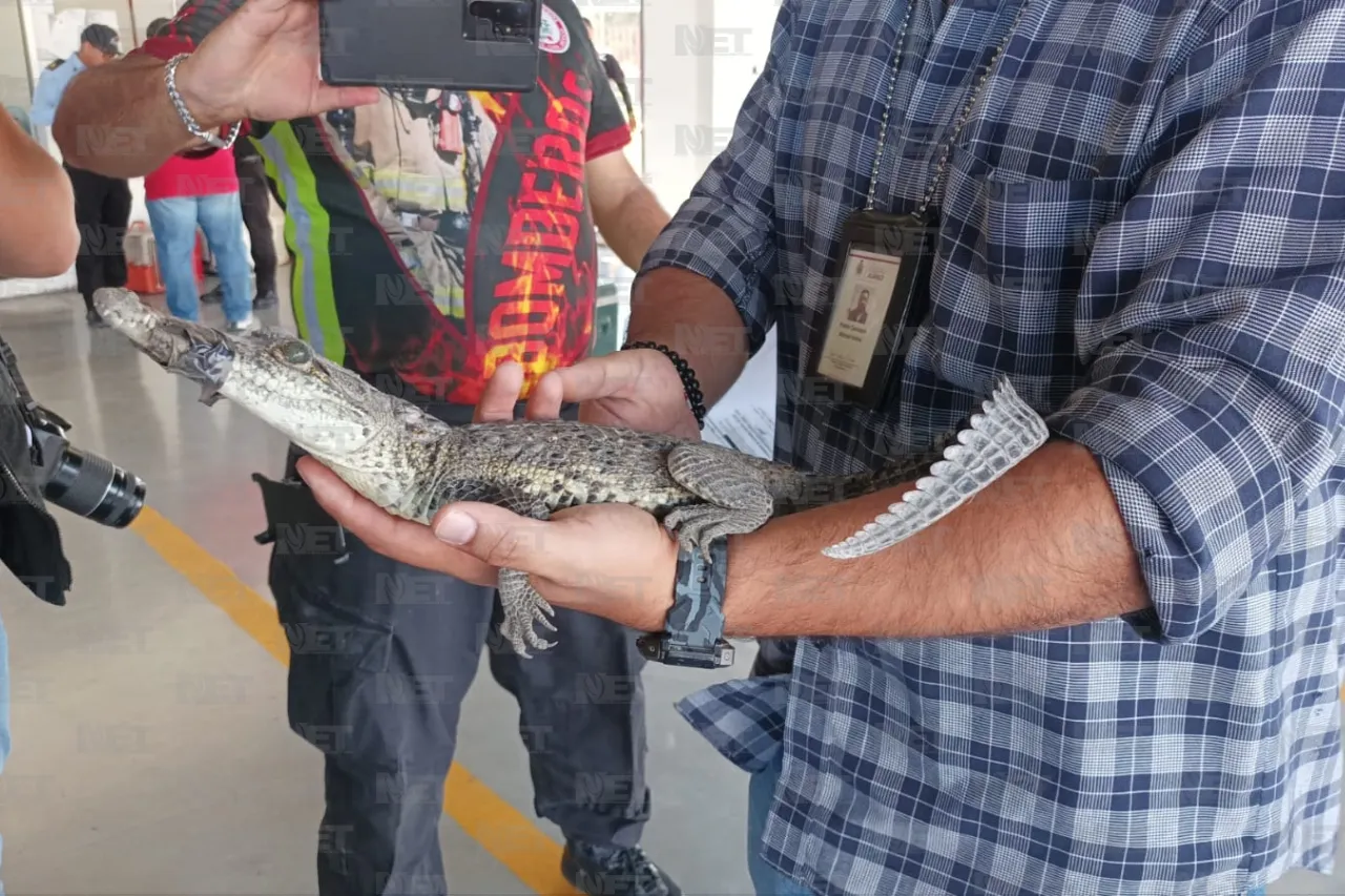 Fotos: Rescatan a un cocodrilo en vivienda de Ciudad Juárez