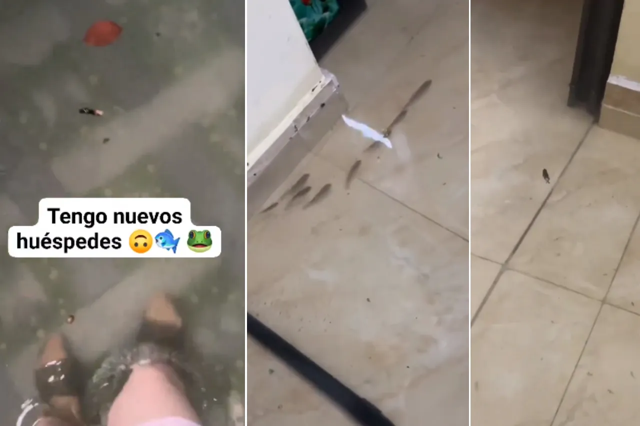 'Los ratones en Veracruz'; se inunda su casa y peces se pasean por su sala