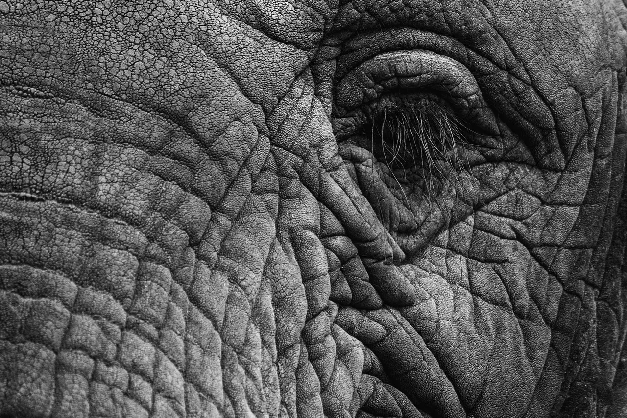 Safari acaba mal: turista muera aplastada por elefante