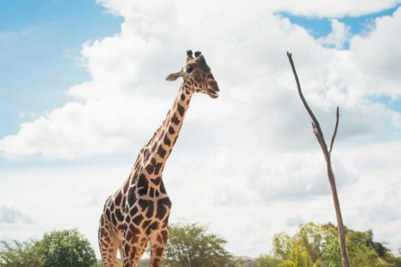 Benito se convierte en embajador en Africam Safari