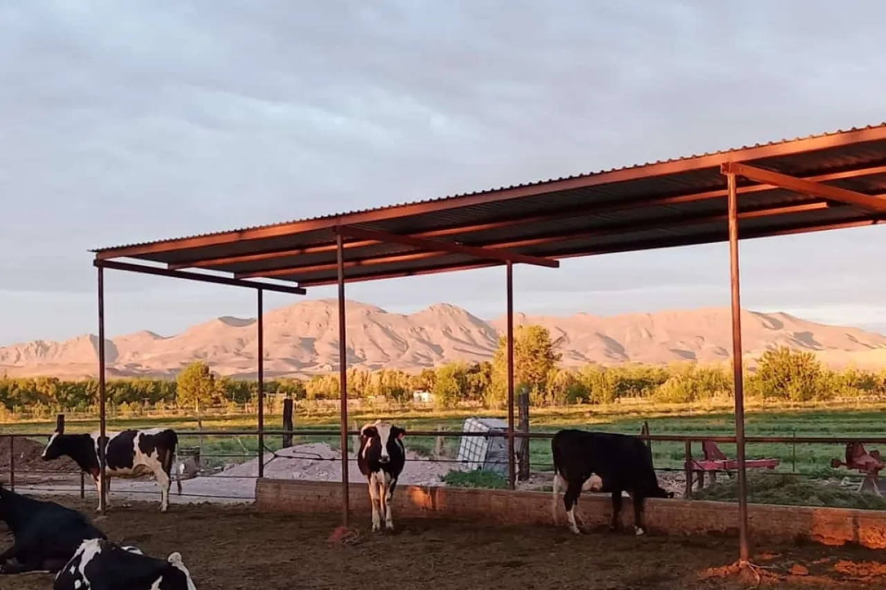 Beneficiaron lluvias al campo de Chihuahua, pero se necesita más: UCD